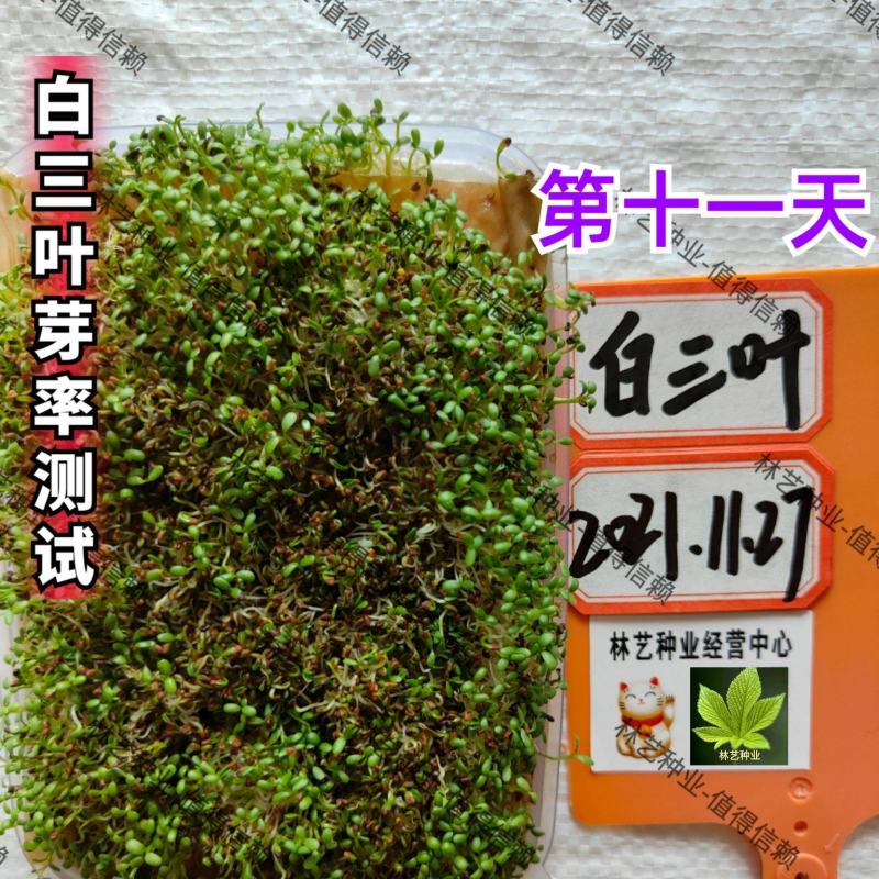 进口红白三叶草籽种子易活绿化四季青草坪多年生牧草果园绿肥