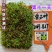 进口红白三叶草籽种子易活绿化四季青草坪多年生牧草果园绿肥