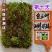 进口红白三叶草籽种子易活绿化四季青草坪多年生牧草果园绿肥