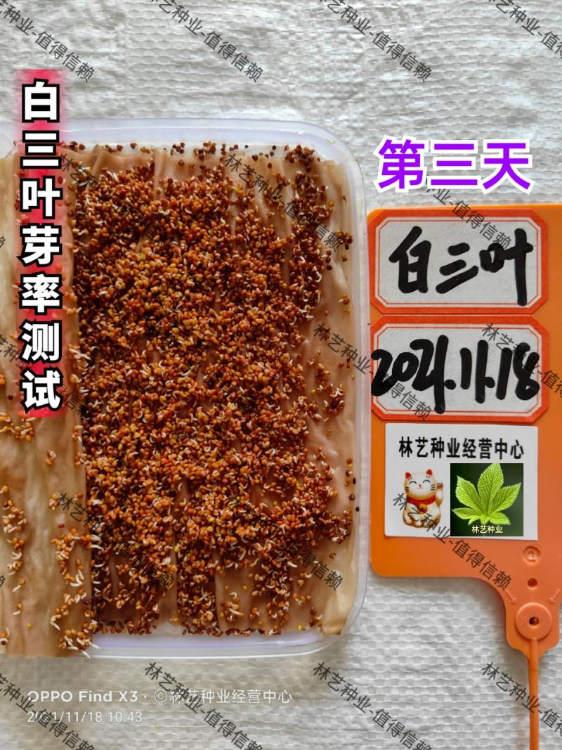 进口红白三叶草籽种子易活绿化四季青草坪多年生牧草果园绿肥
