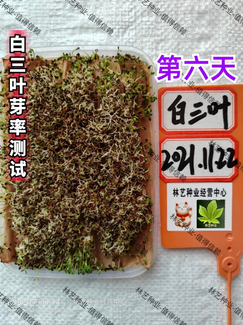 进口红白三叶草籽种子易活绿化四季青草坪多年生牧草果园绿肥