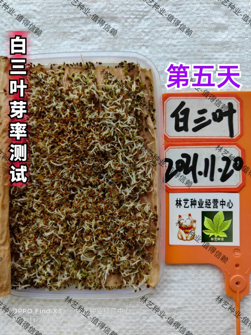 进口红白三叶草籽种子易活绿化四季青草坪多年生牧草果园绿肥