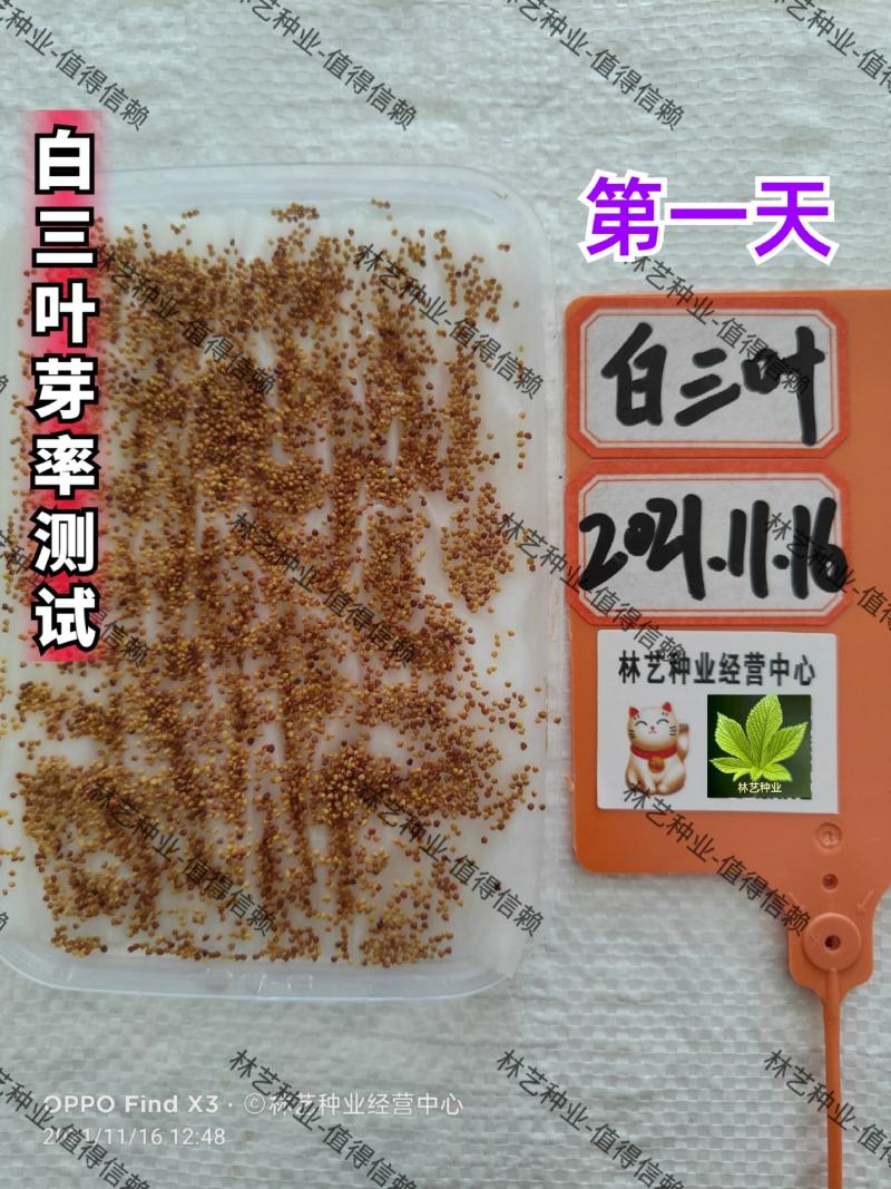 进口红白三叶草籽种子易活绿化四季青草坪多年生牧草果园绿肥