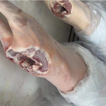 冷冻白条羊绵羊整条羊去头去脚羊40-60斤一条
