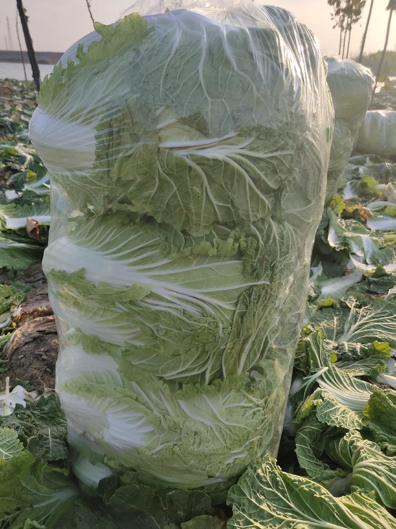 安徽省怀远县沙沟基地大白菜，一手货源，发往刚需市场。