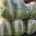安徽省怀远县沙沟基地大白菜，一手货源，发往刚需市场。