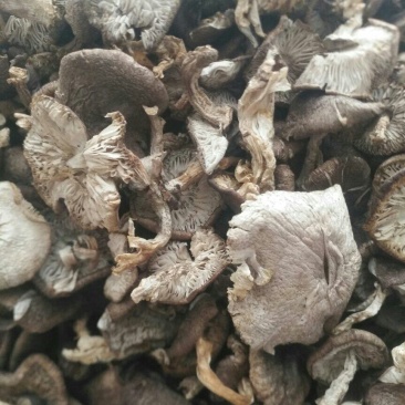 野生小灰蘑菇干品