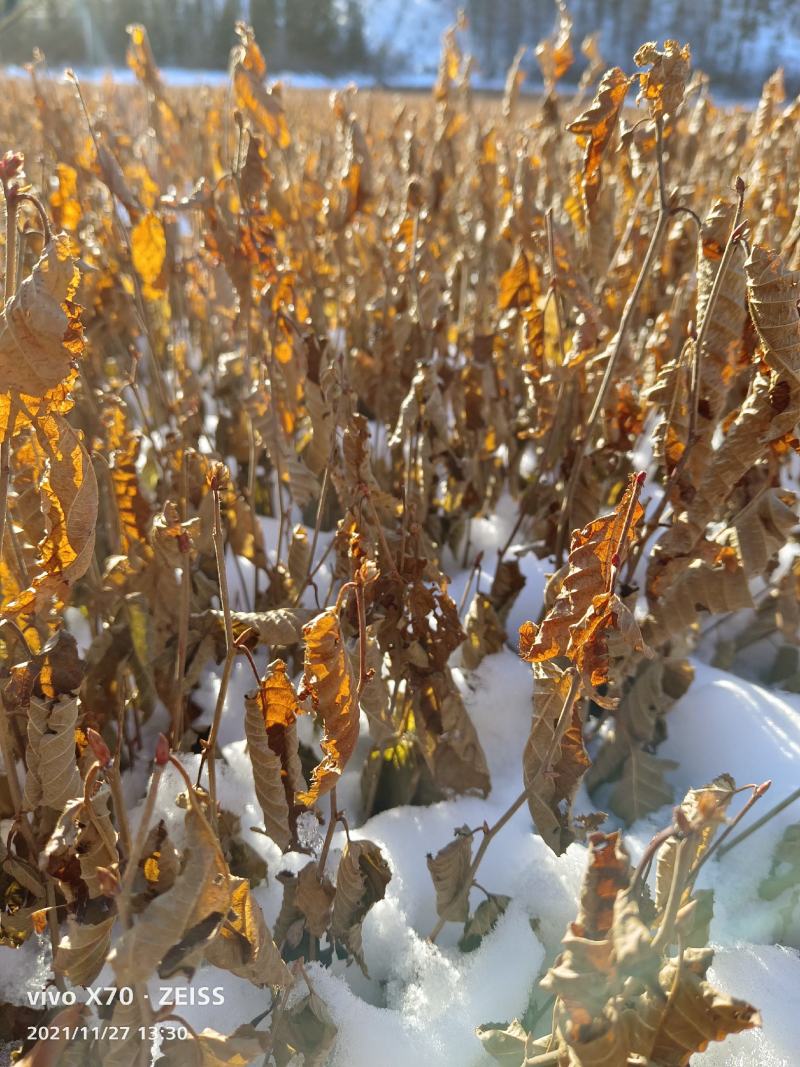 额耳枥，千金榆，圃地苗，额耳枥树苗，你出价我出苗！