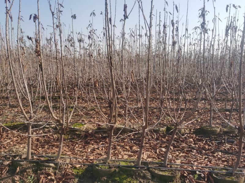 吉塞拉矮化车厘子樱桃树3-5公分矮化樱桃树美植袋