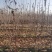 吉塞拉矮化车厘子樱桃树3-5公分矮化樱桃树美植袋