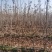 吉塞拉矮化车厘子樱桃树3-5公分矮化樱桃树美植袋