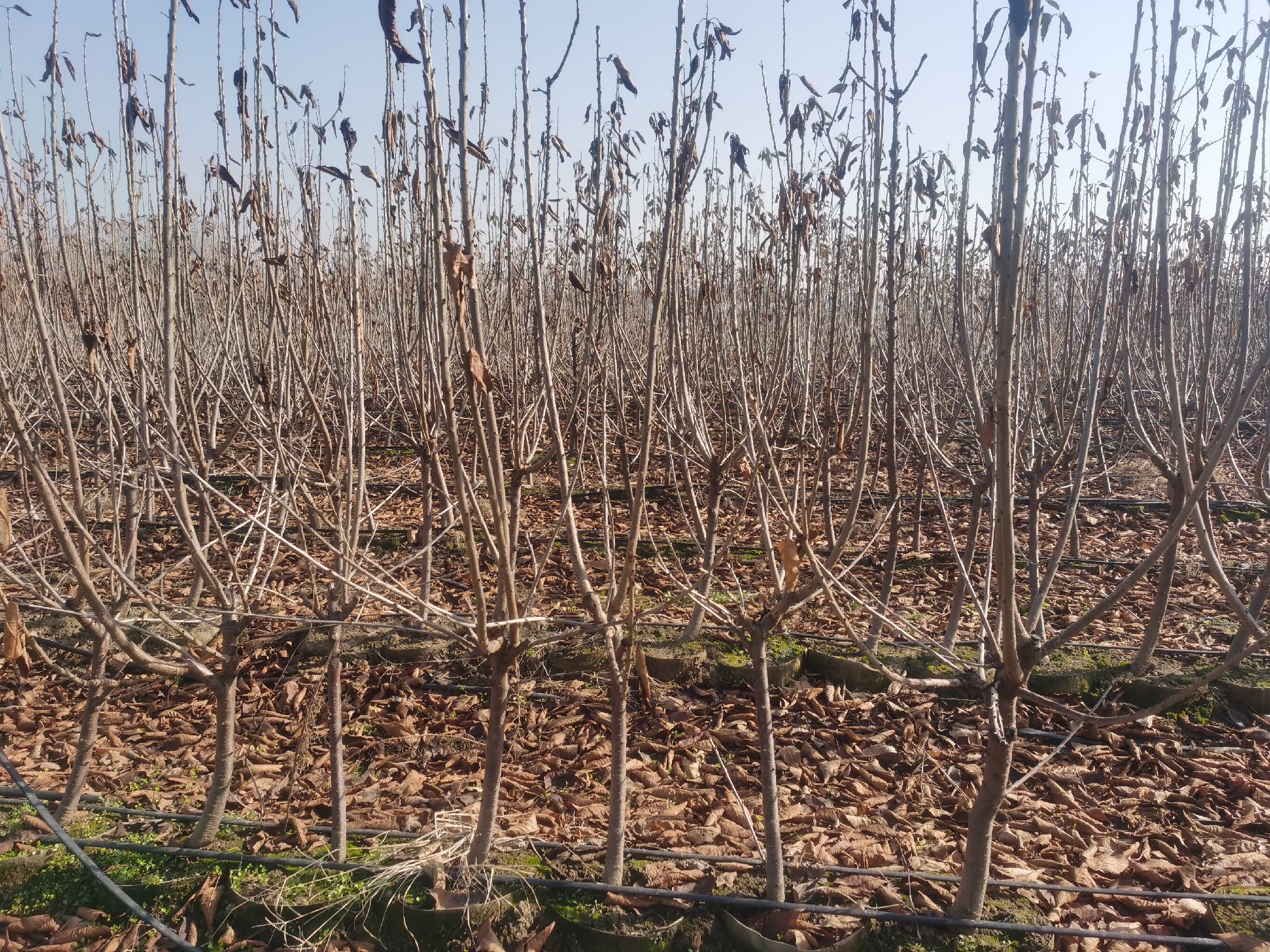 布鲁克斯樱桃冬季修剪现场