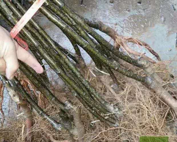 鸭梨树苗幼苗展示