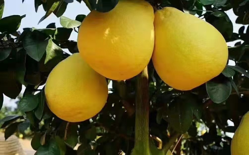 沙田柚开果特写视频截图