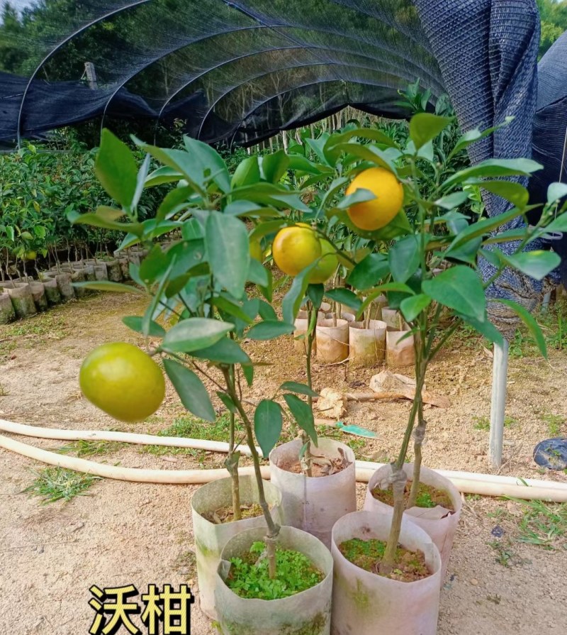 沃柑苗嫁接苗果中皇后大果蜜甜高产品种