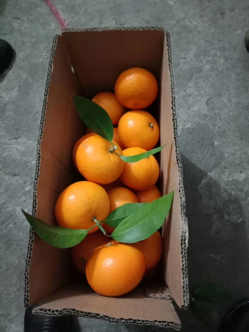 沃柑，广西沃柑，贺州大量供应电商果，商品果价格便宜