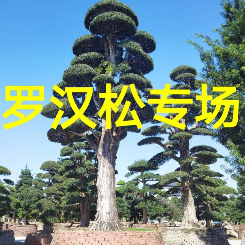 供应高度1米-10米造型日本罗汉松进口罗汉松盆景