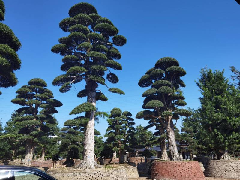 供应高度1米-10米造型日本罗汉松进口罗汉松盆景