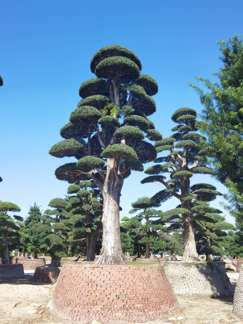 供应高度1米-10米造型日本罗汉松进口罗汉松盆景