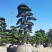 供应高度1米-10米造型日本罗汉松进口罗汉松盆景
