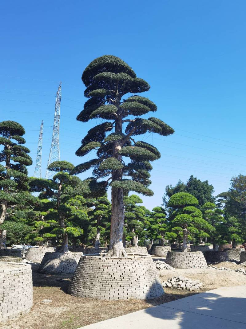 供应高度1米-10米造型日本罗汉松进口罗汉松盆景