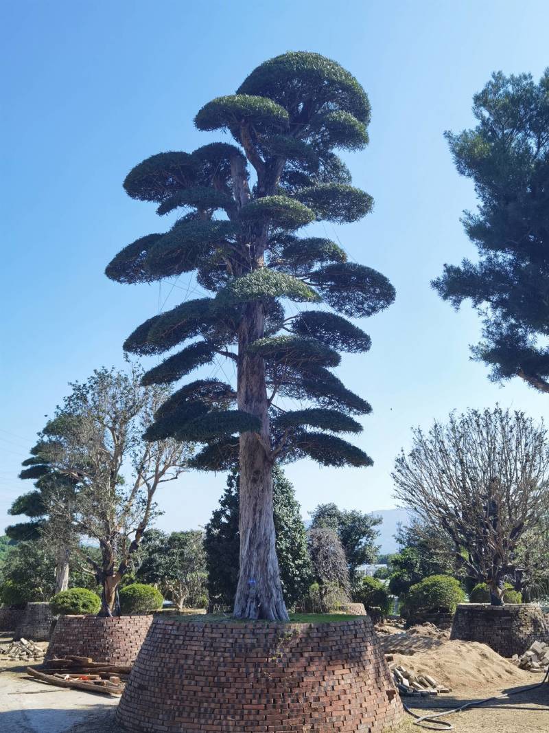 供应高度1米-10米造型日本罗汉松进口罗汉松盆景