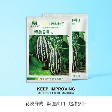 博美9号甜瓜种子，花皮绿肉橘瓤，酥脆爽口，糖度高