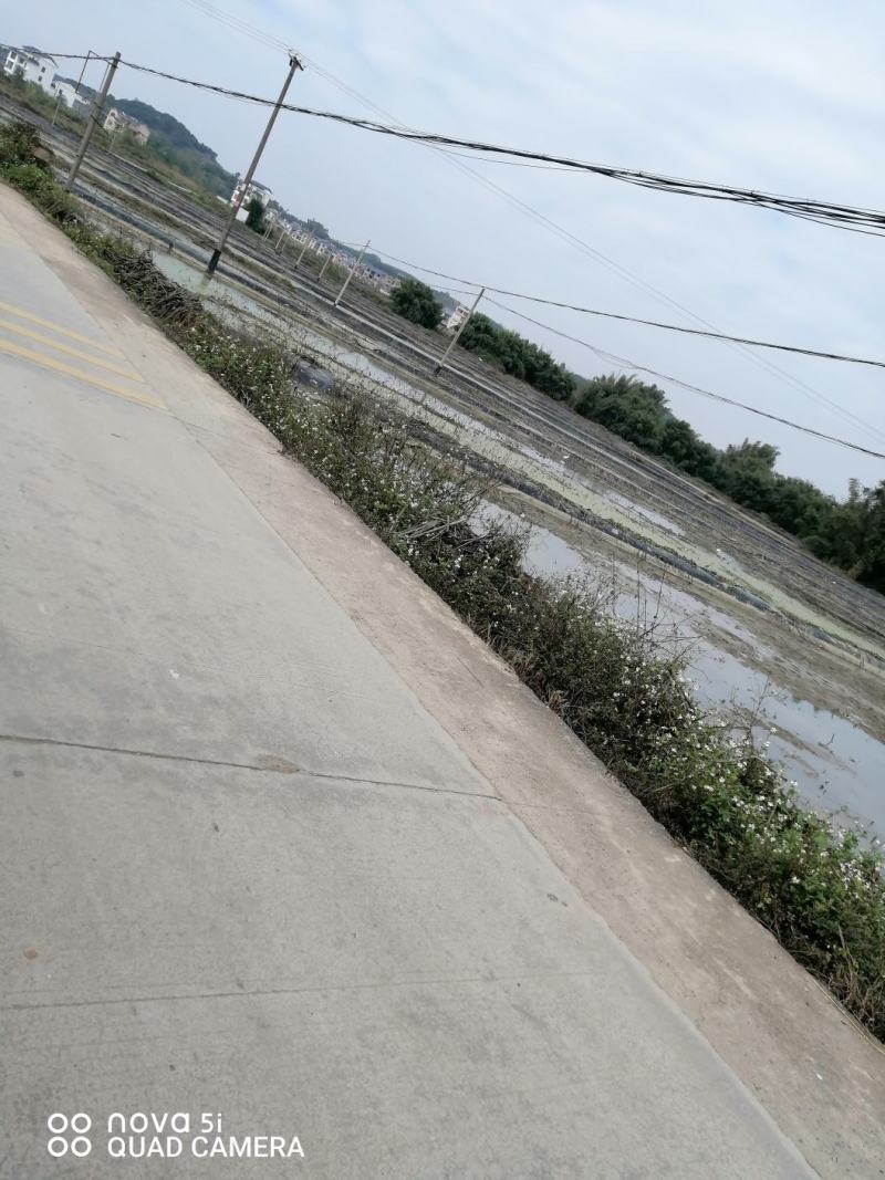 广西水田出租水路通方便，可种稻谷，蔬菜，马蹄芋头，甘蔗