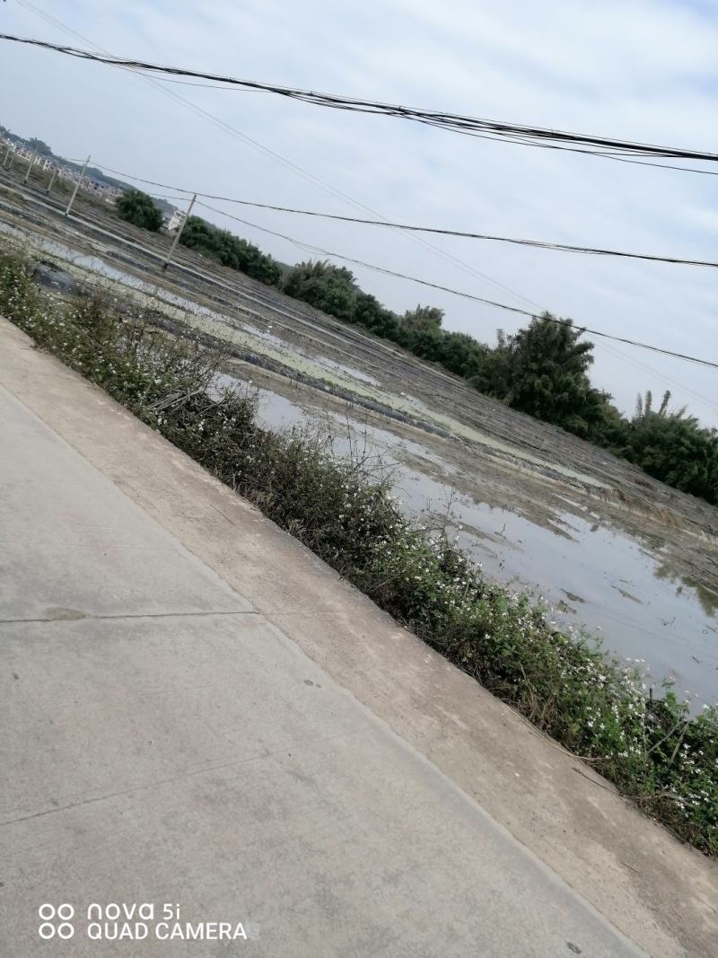 广西水田出租水路通方便，可种稻谷，蔬菜，马蹄芋头，甘蔗