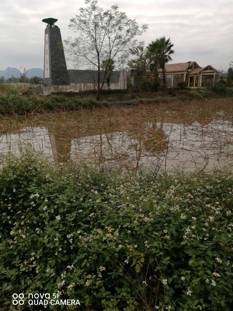 广西水田出租水路通方便，可种稻谷，蔬菜，马蹄芋头，甘蔗
