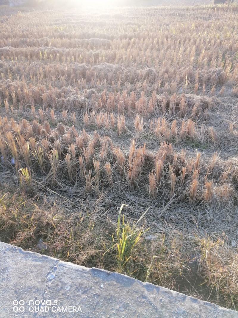 广西水田出租水路通方便，可种稻谷，蔬菜，马蹄芋头，甘蔗