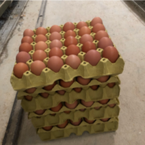 养殖场直供新鲜鸡蛋