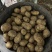 脱毒荷兰十五荷兰806黑龙江种薯基地种子耐储存抗病力强