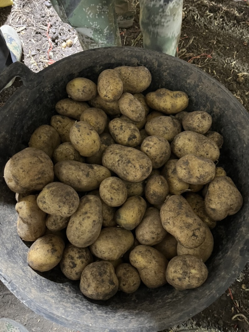 脱毒荷兰十五荷兰806黑龙江种薯基地种子耐储存抗病力强