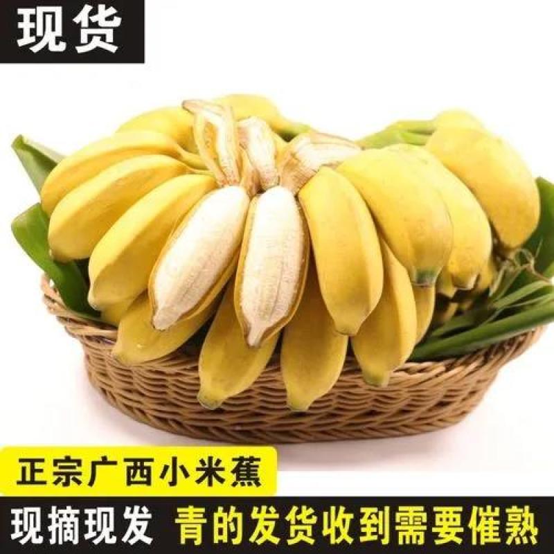 广西南宁香蕉自家种的小米蕉9斤净果包邮支持一件代发