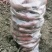 山东佳盈薯业现大量出售红薯1-5两5两以上价格低质量好欢