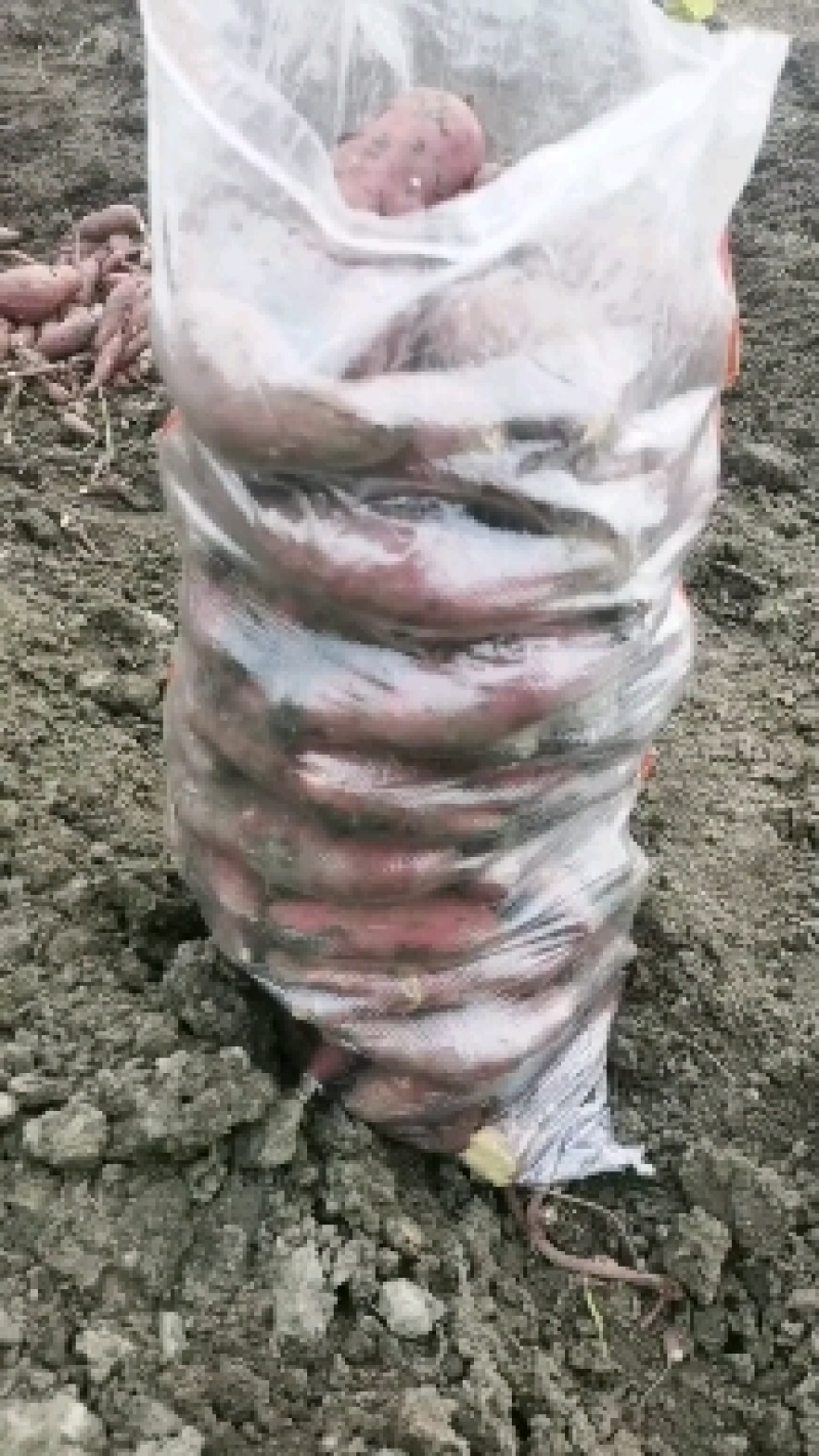 山东佳盈薯业现大量出售红薯1-5两5两以上价格低质量好欢