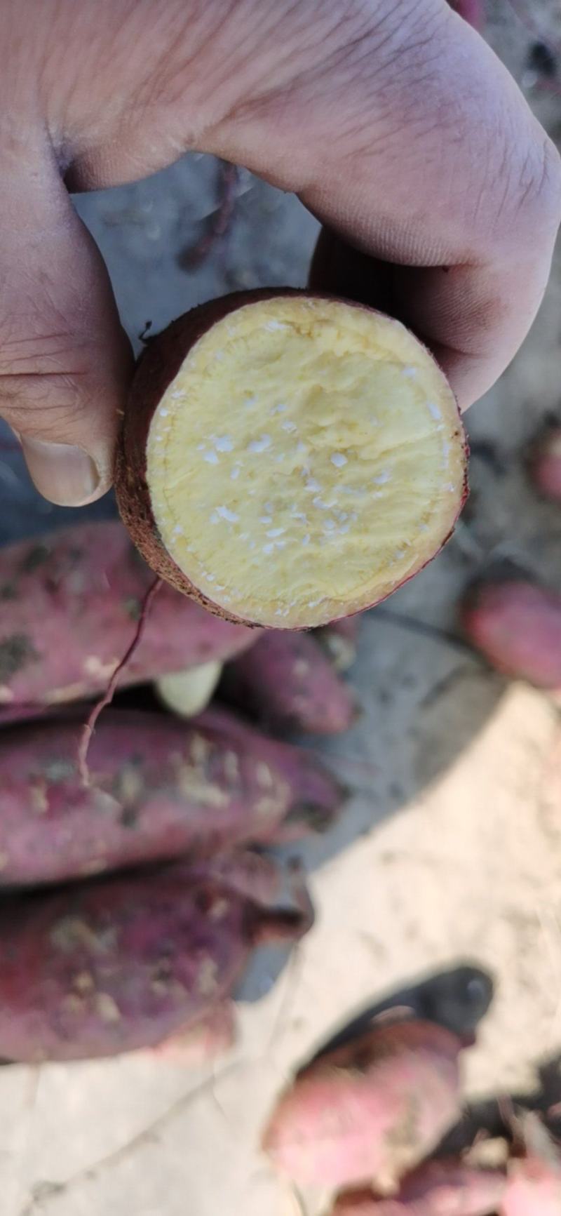 山东佳盈薯业现大量出售红薯1-5两5两以上价格低质量好欢