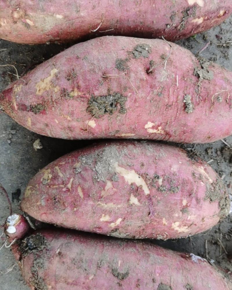 山东佳盈薯业现大量出售红薯1-5两5两以上价格低质量好欢