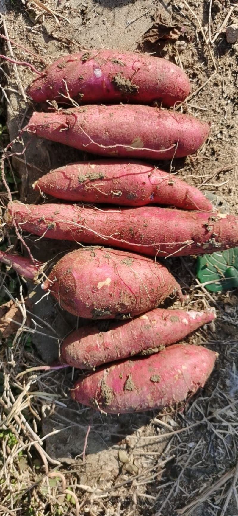 山东佳盈薯业现大量出售红薯1-5两5两以上价格低质量好欢