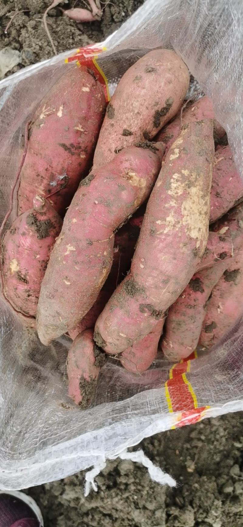 山东佳盈薯业现大量出售红薯1-5两5两以上价格低质量好欢