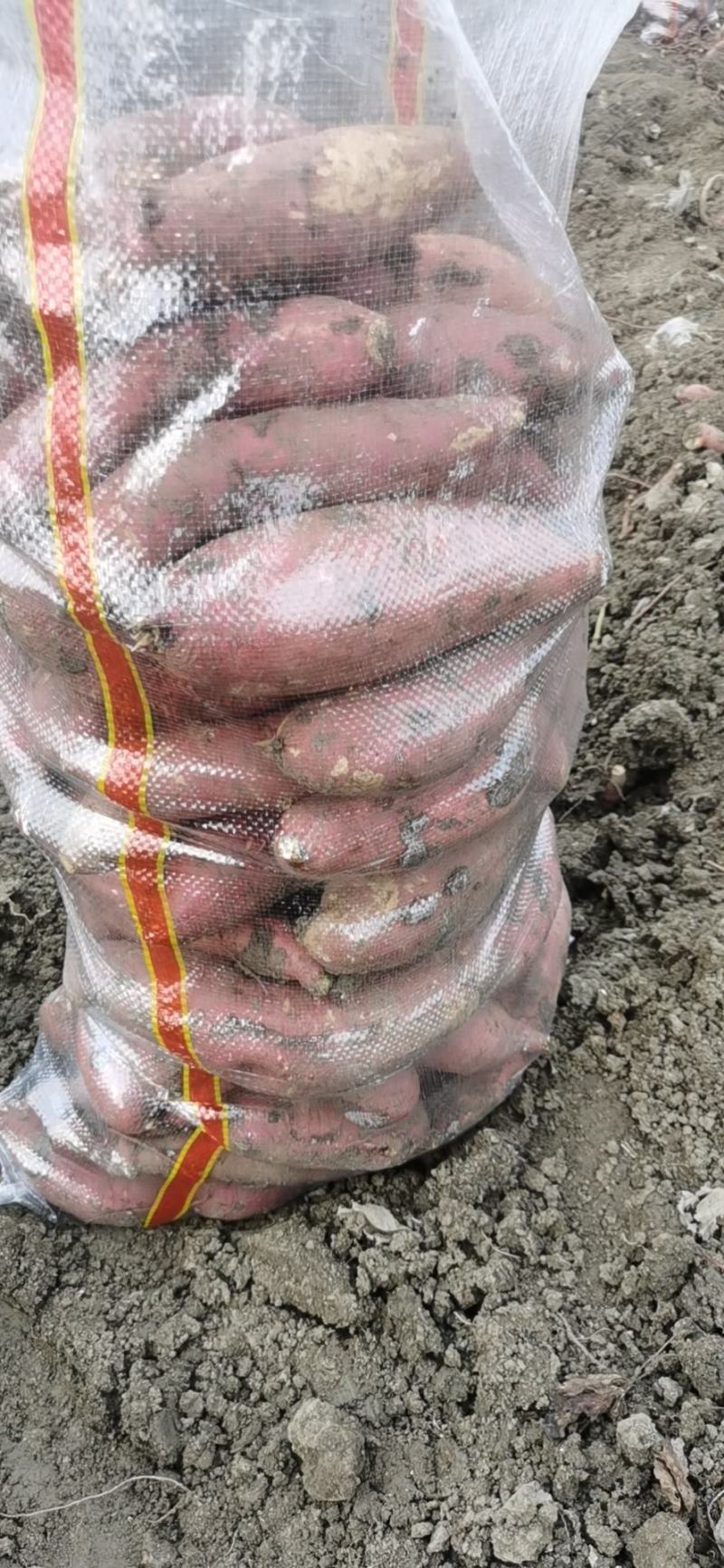 山东佳盈薯业现大量出售红薯1-5两5两以上价格低质量好欢
