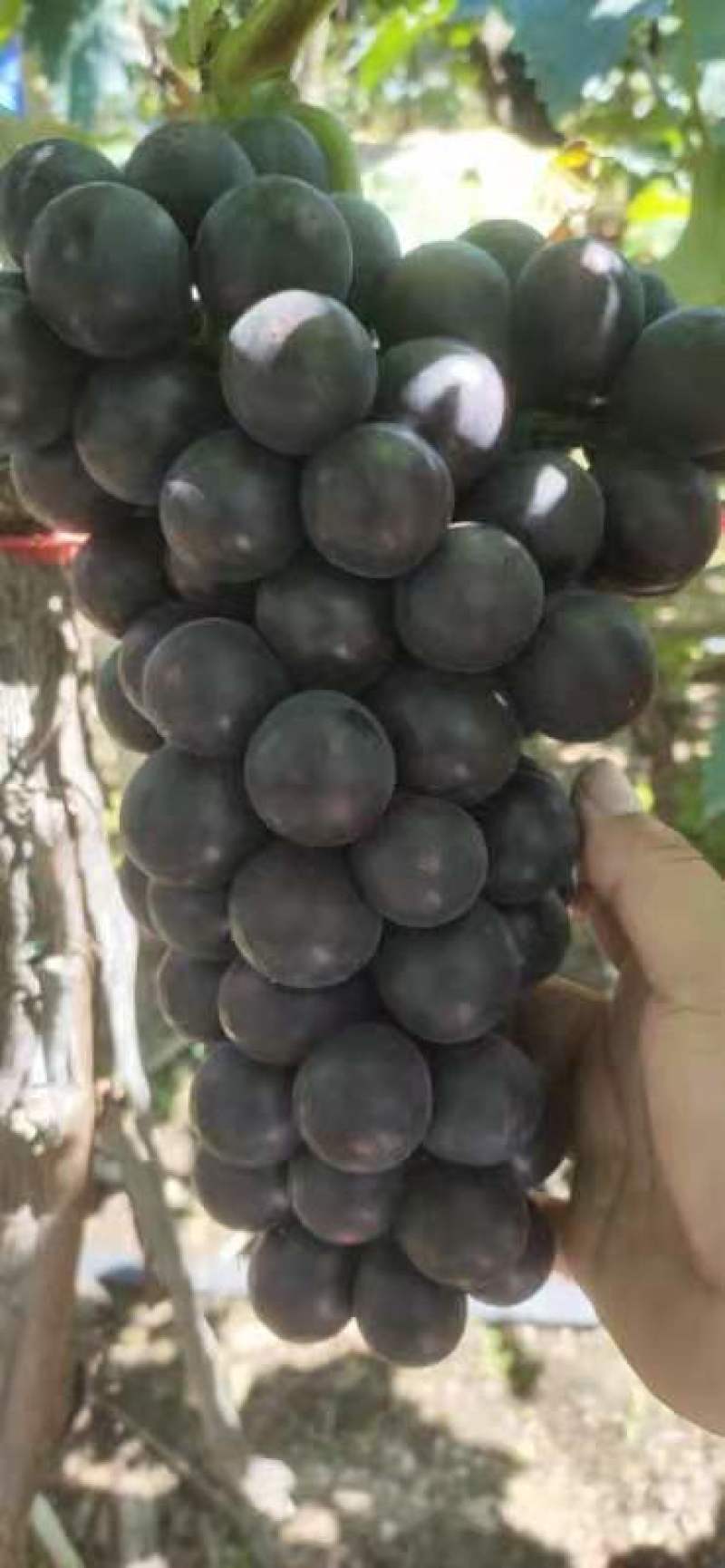 精品露地巨峰葡萄八月份大量上市，产地直销，诚信代办。