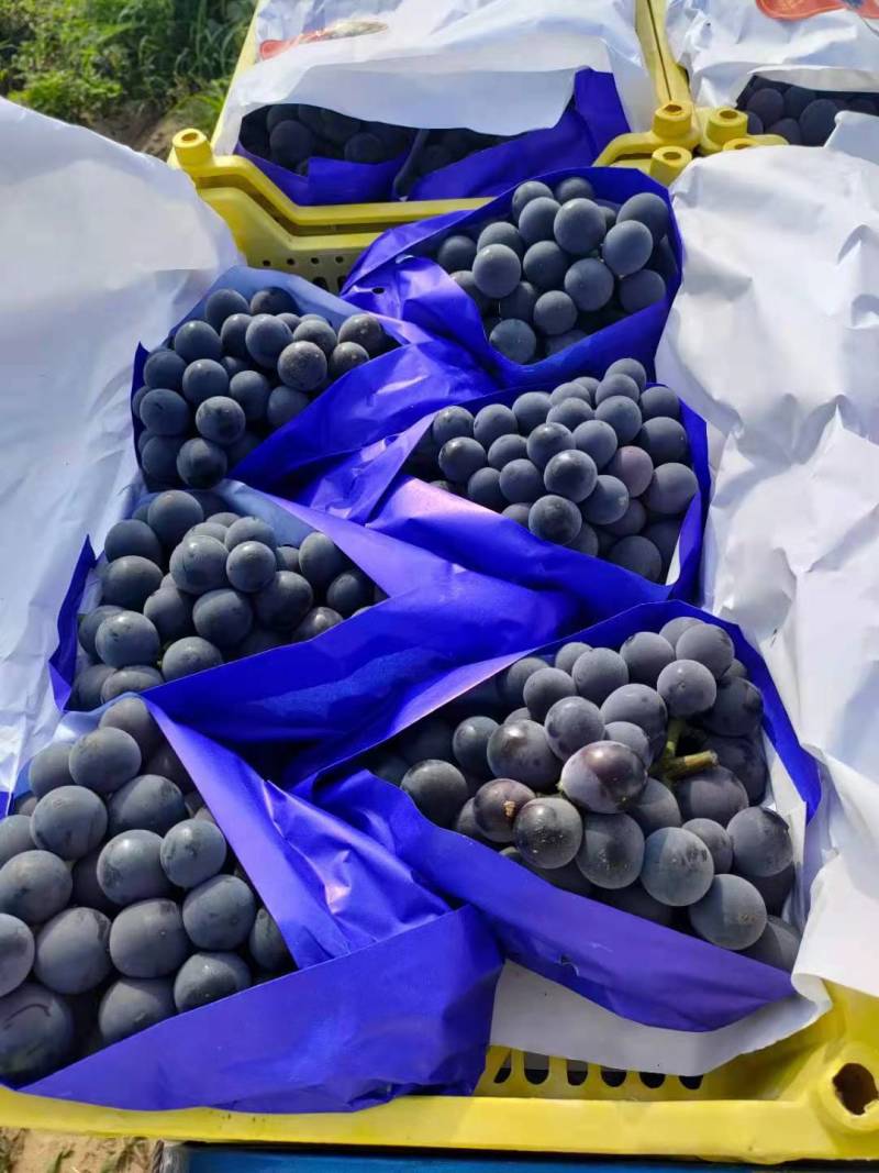 精品露地巨峰葡萄八月份大量上市，产地直销，诚信代办。