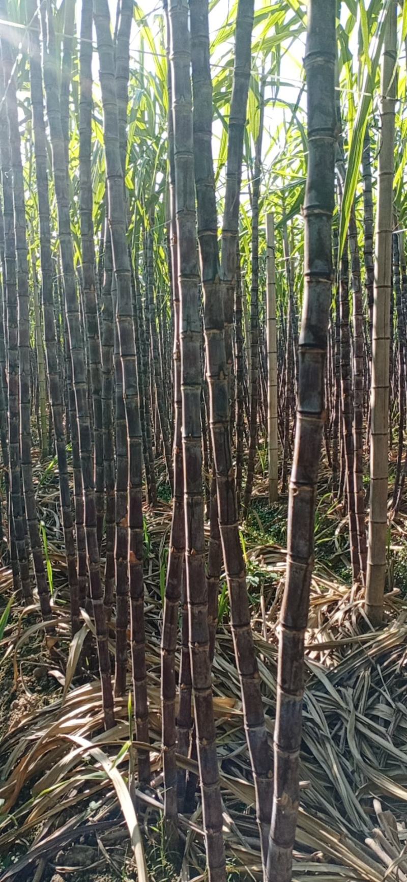 广东韶关甘蔗火热上市中