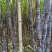广东韶关甘蔗火热上市中