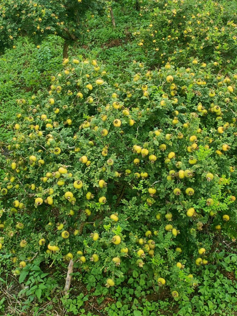 刺梨苗贵龙5号两年挂果裸根发货大量供应提供种植技术