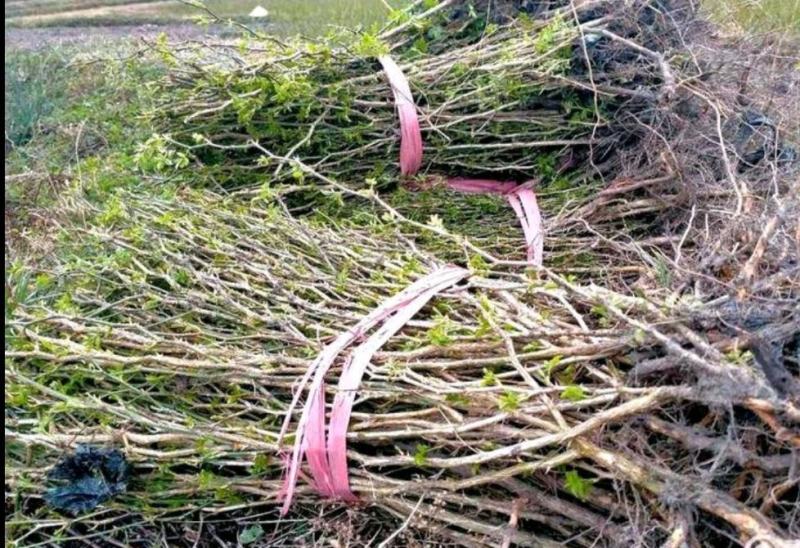 刺梨苗贵龙5号两年挂果裸根发货大量供应提供种植技术
