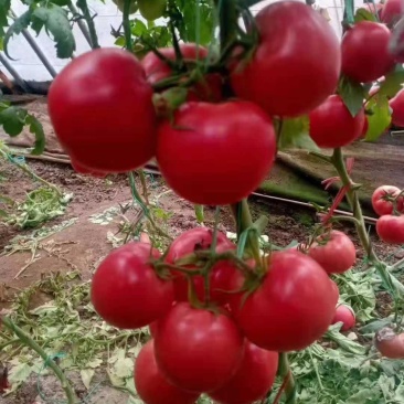 硬粉串果