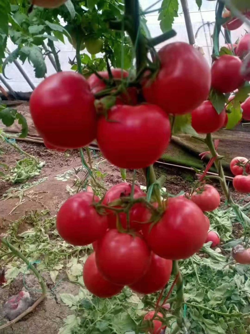 硬粉串果